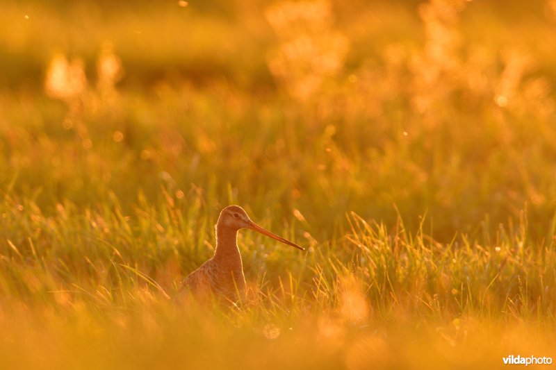 Grutto in avondlicht