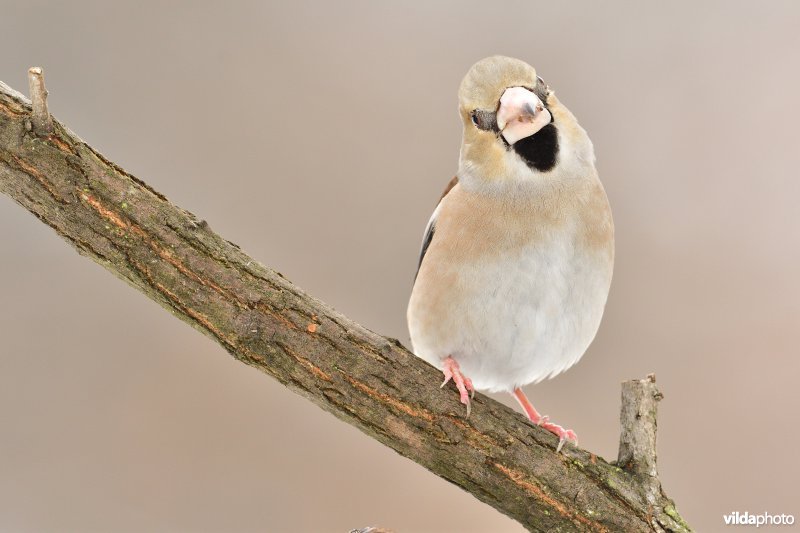 Appelvink