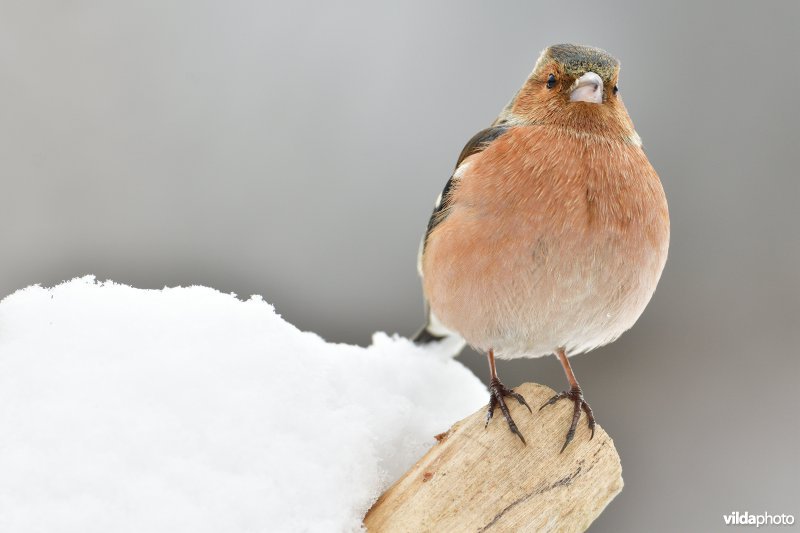 Mannetje Vink