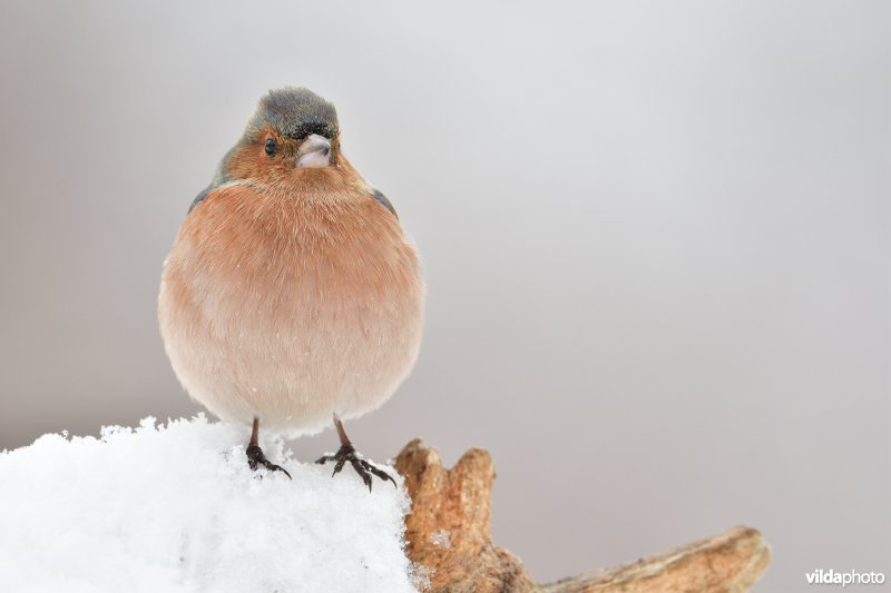 Mannetje Vink