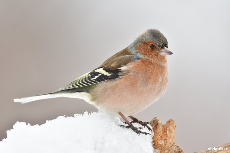 Mannetje Vink