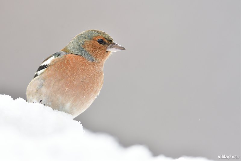 Mannetje Vink