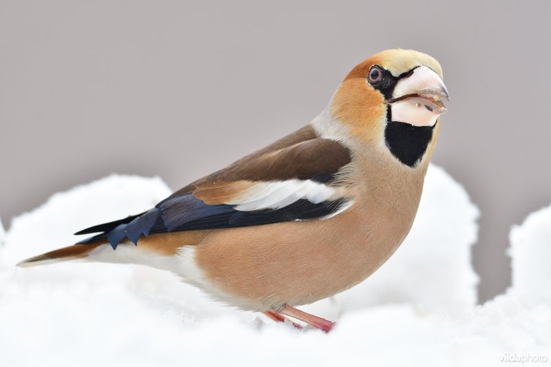 Appelvink