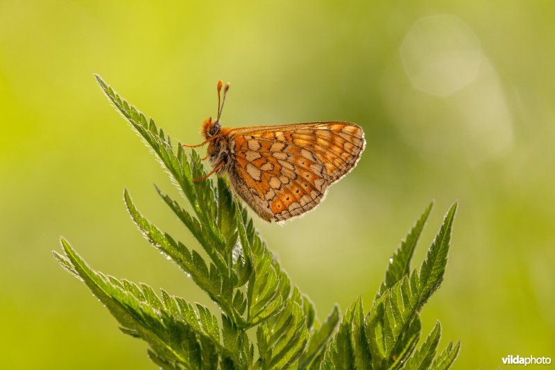 Moerasparelmoervlinder