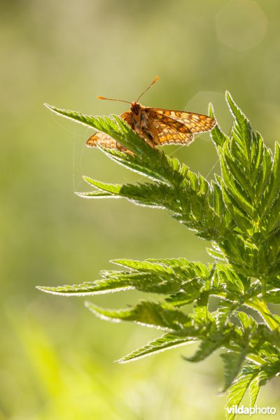 Moerasparelmoervlinder