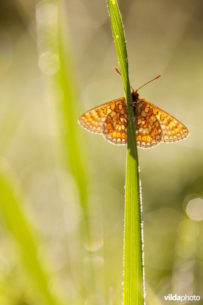 Moerasparelmoervlinder