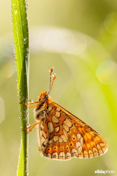 Moerasparelmoervlinder