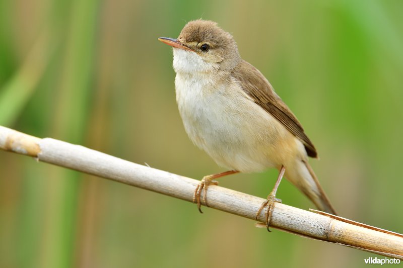 Kleine karekiet