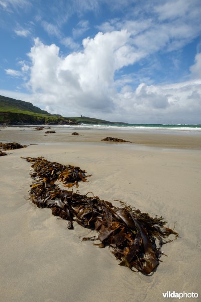 Aangespoeld zeewier