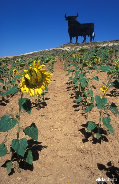 Stier op een zonnebloemenveld
