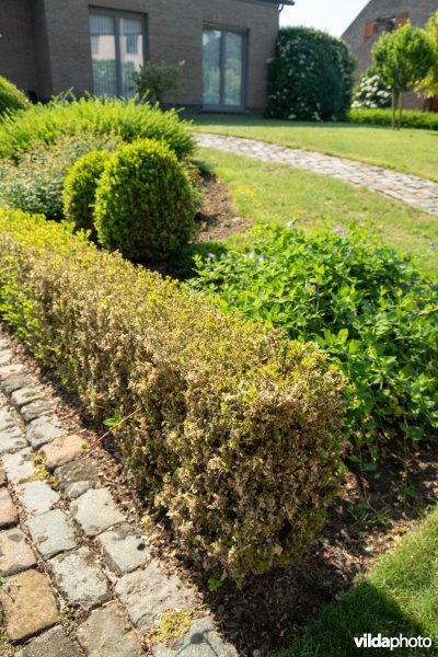 Buxus met buxusmot