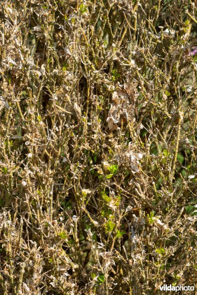 Buxus met buxusmot