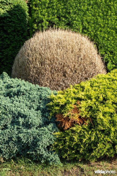Buxus met buxusmot
