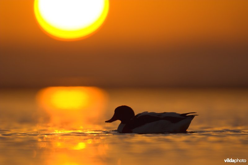 Bergeend bij zonsopgang