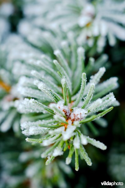 Berijpte Douglasspar