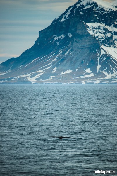 Blauwe vinvis bij Spitsbergen