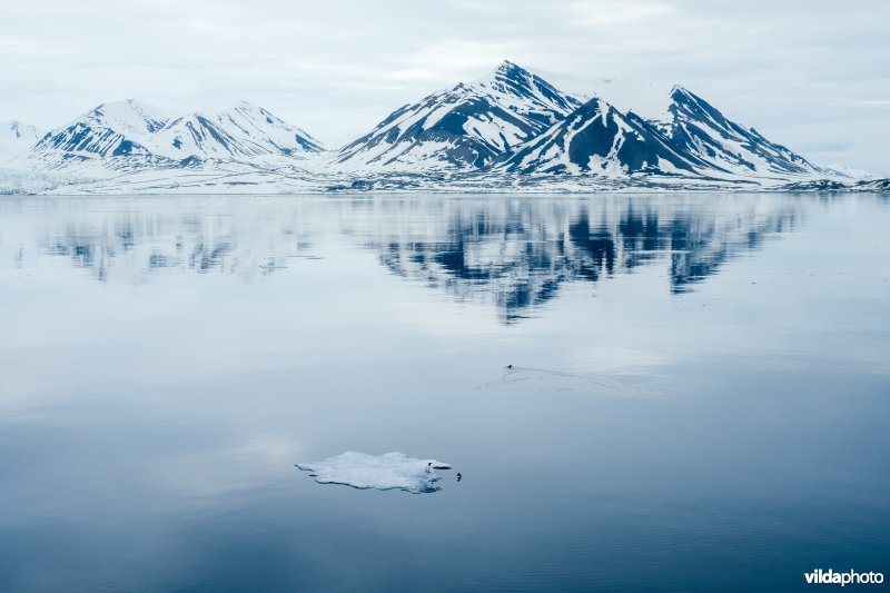 Zeekoet op smeltende ijsschots op Spitsbergen