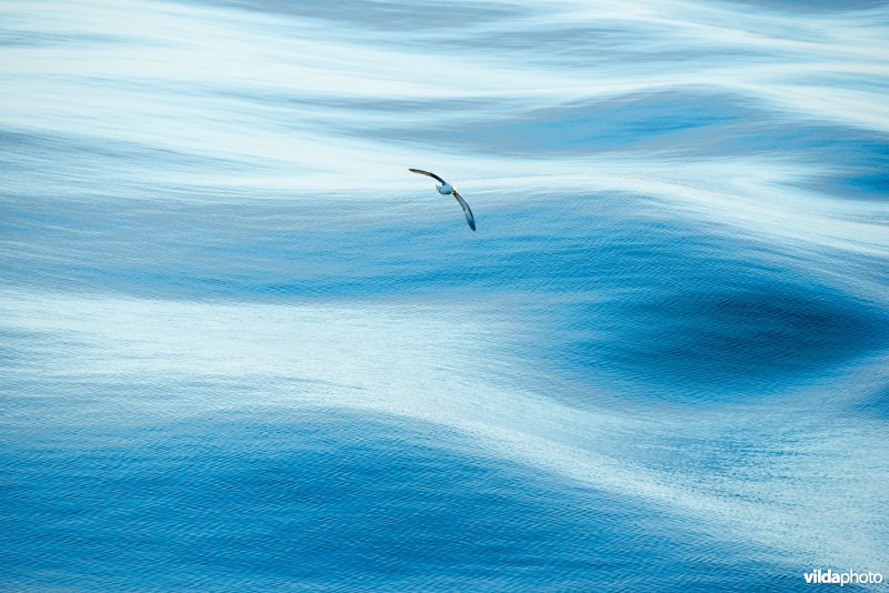 Noordse stormvogel op open oceaan