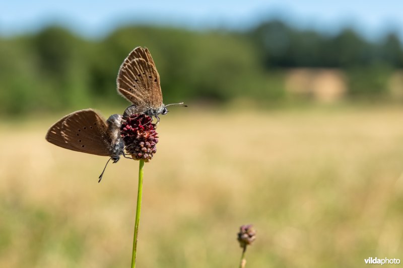 Paring van Donker pimpernelblauwtje