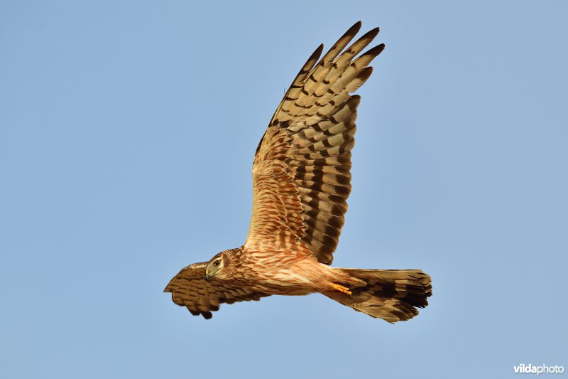 Vrouwtje Grauwe kiekendief