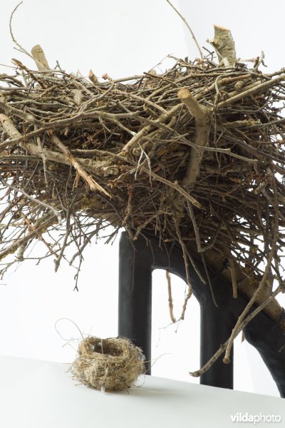 Collage van klein en groot nest van vogels