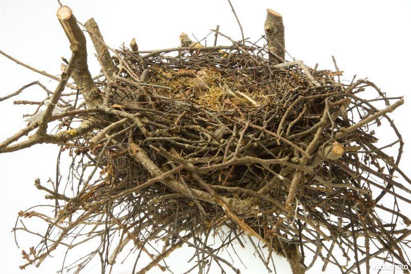 Nest van Roek