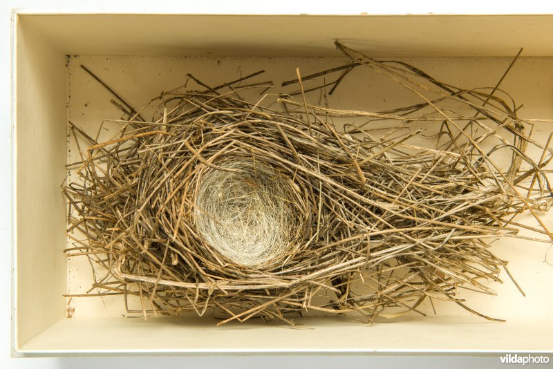 Nest van Rietgors