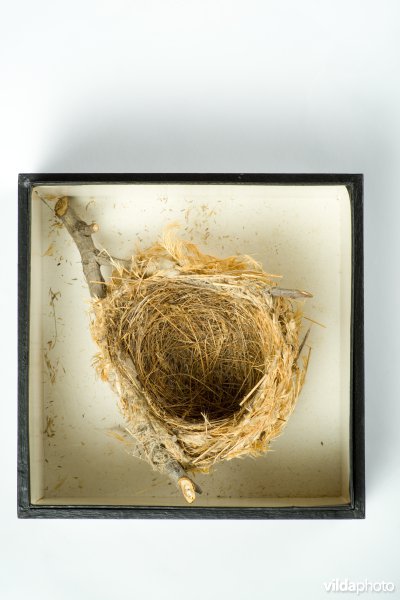 Nest van Wielewaal