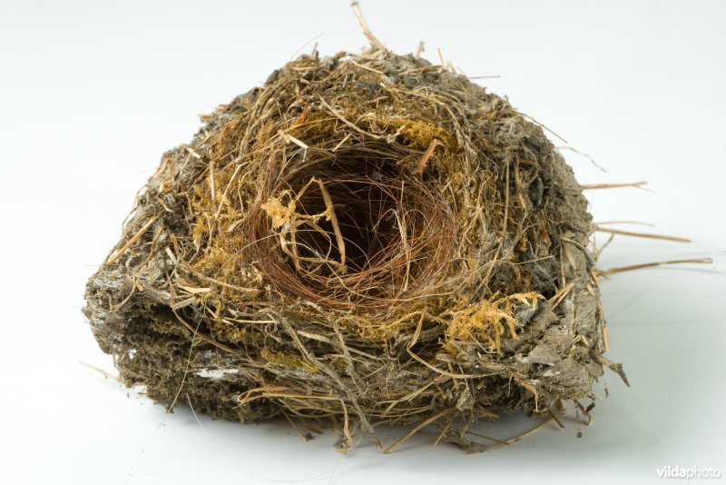 Nest van Grauwe vliegenvanger