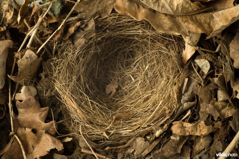 Nest van Nachtegaal