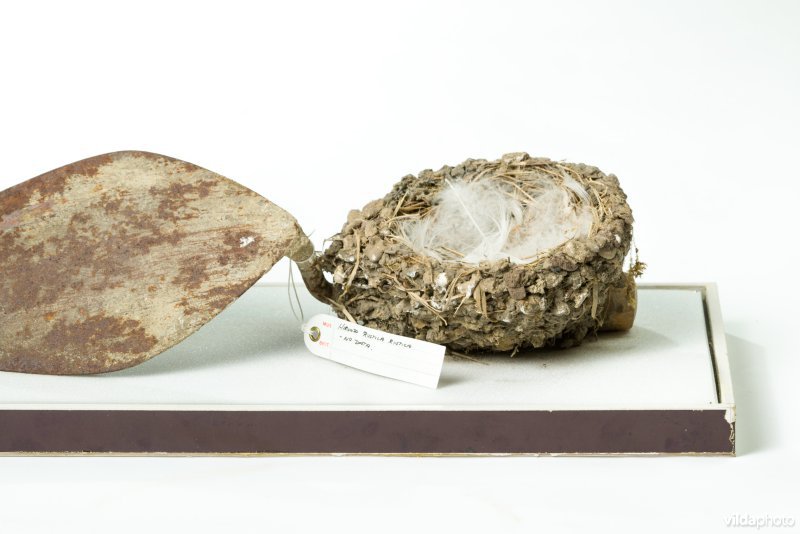 Nest van Boerenzwaluw op metseltroffel