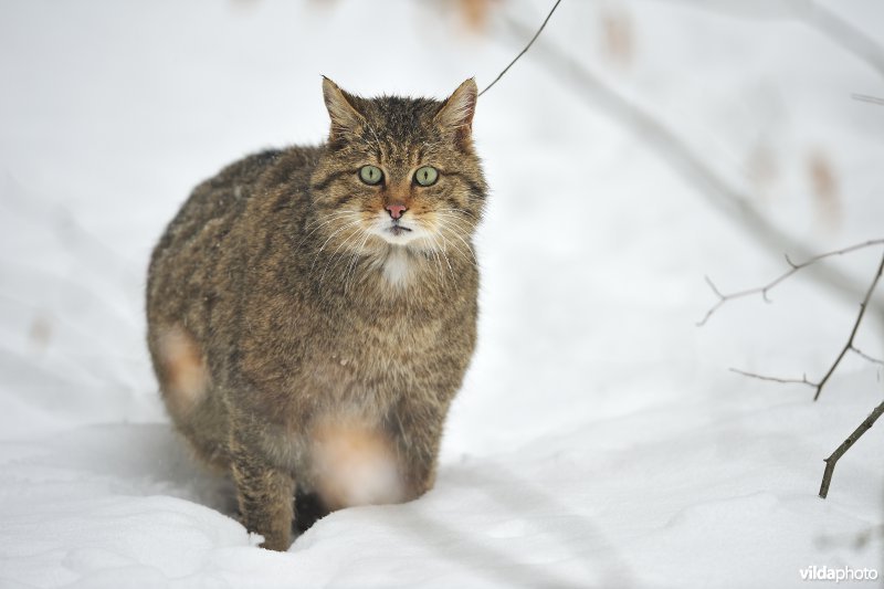 Wilde kat