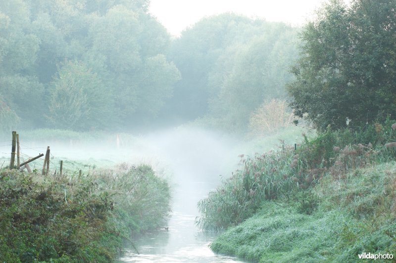 Jeker in de ochtendnevel