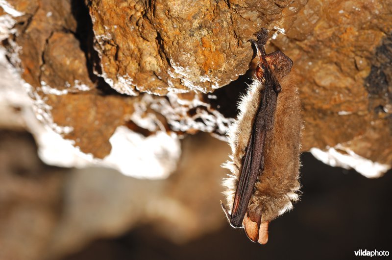 Ingekorven vleermuis