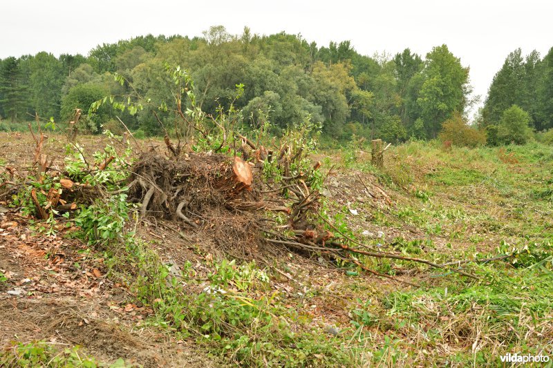 Vlassenbroekse polder