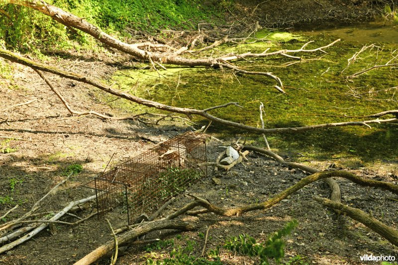 Val om Bever te vangen