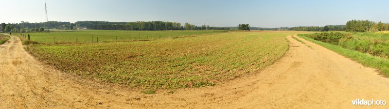 Demervallei: Rommelaar