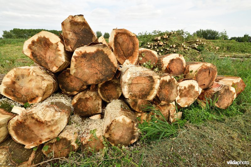 Oude Schelde in de Kalkense meersen