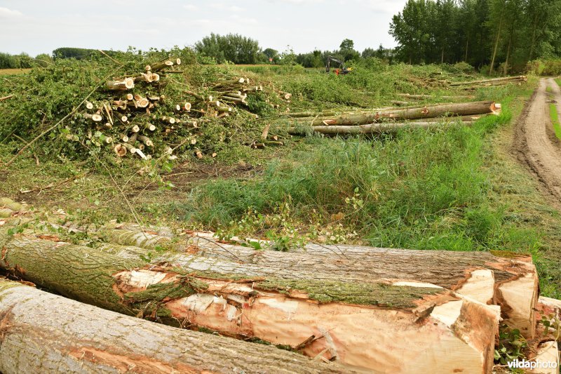 Oude Schelde in de Kalkense meersen