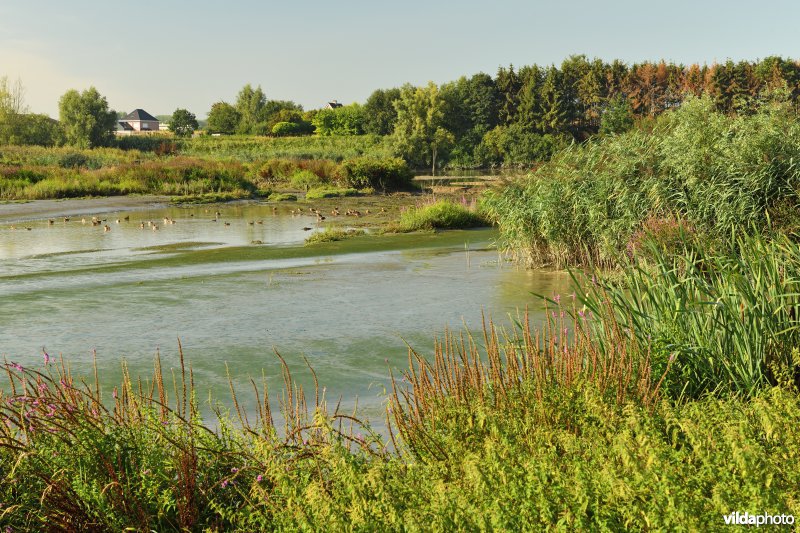 Wijmeers: zicht richting bres (R)