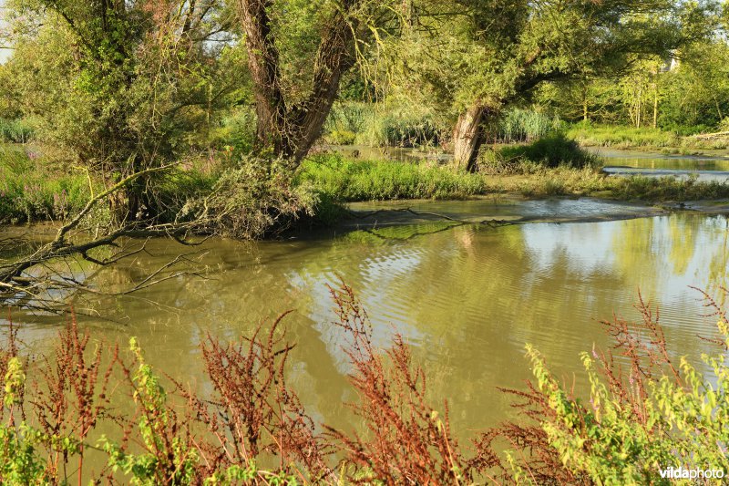 Wijmeers in de Kalkense meersen