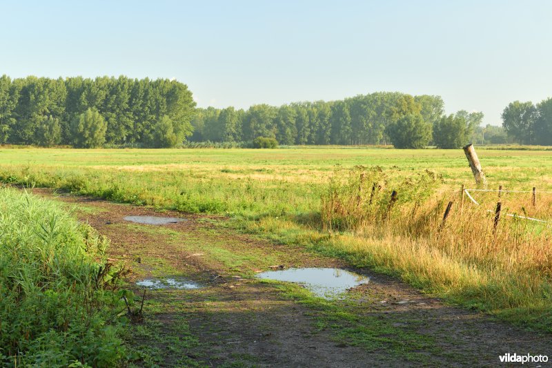 Kalkense Meersen: zicht aan de Oude Schelde