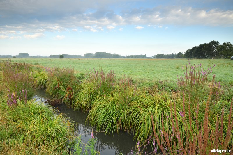 Kalkense Meersen