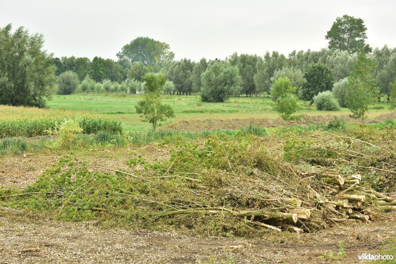 Oude Schelde in de Kalkense meersen