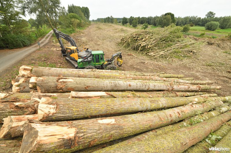 Oude Schelde in de Kalkense meersen