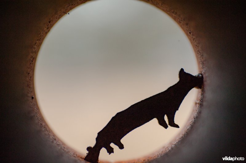 Silhouet in een educatieve tentoonstelling