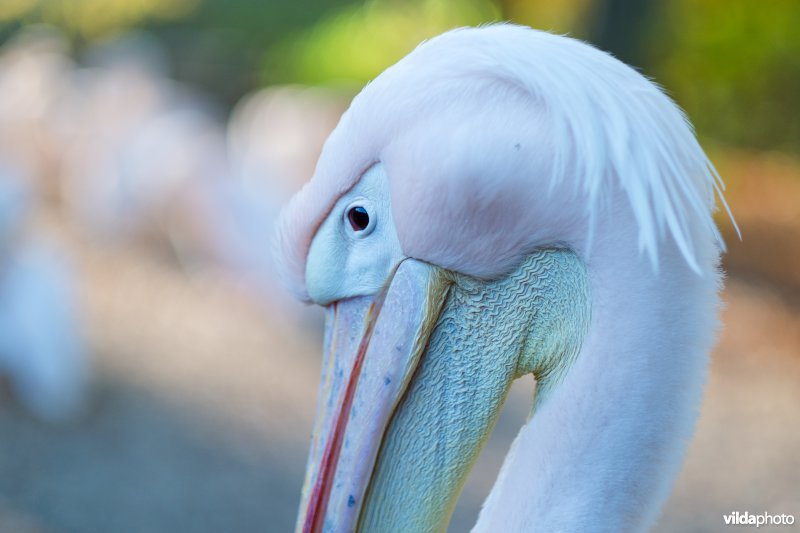 Roze pelikaan