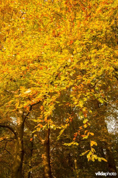 Beuk in vuur en vlam