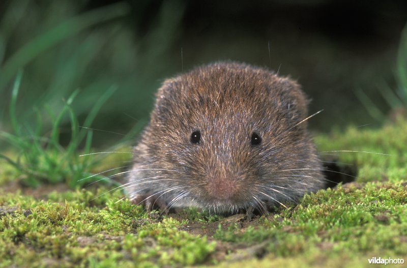 Ondergrondse woelmuis komt kijken