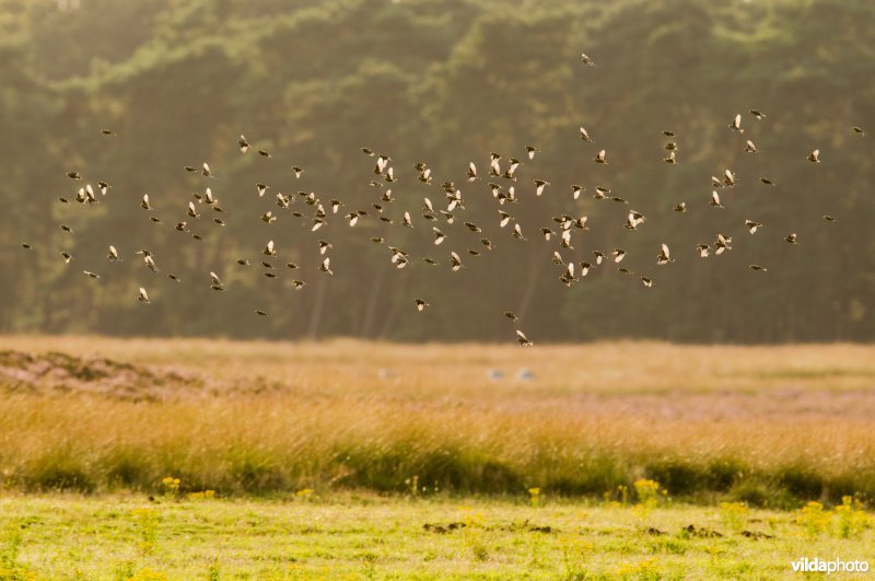 Een groep vinken en kepen